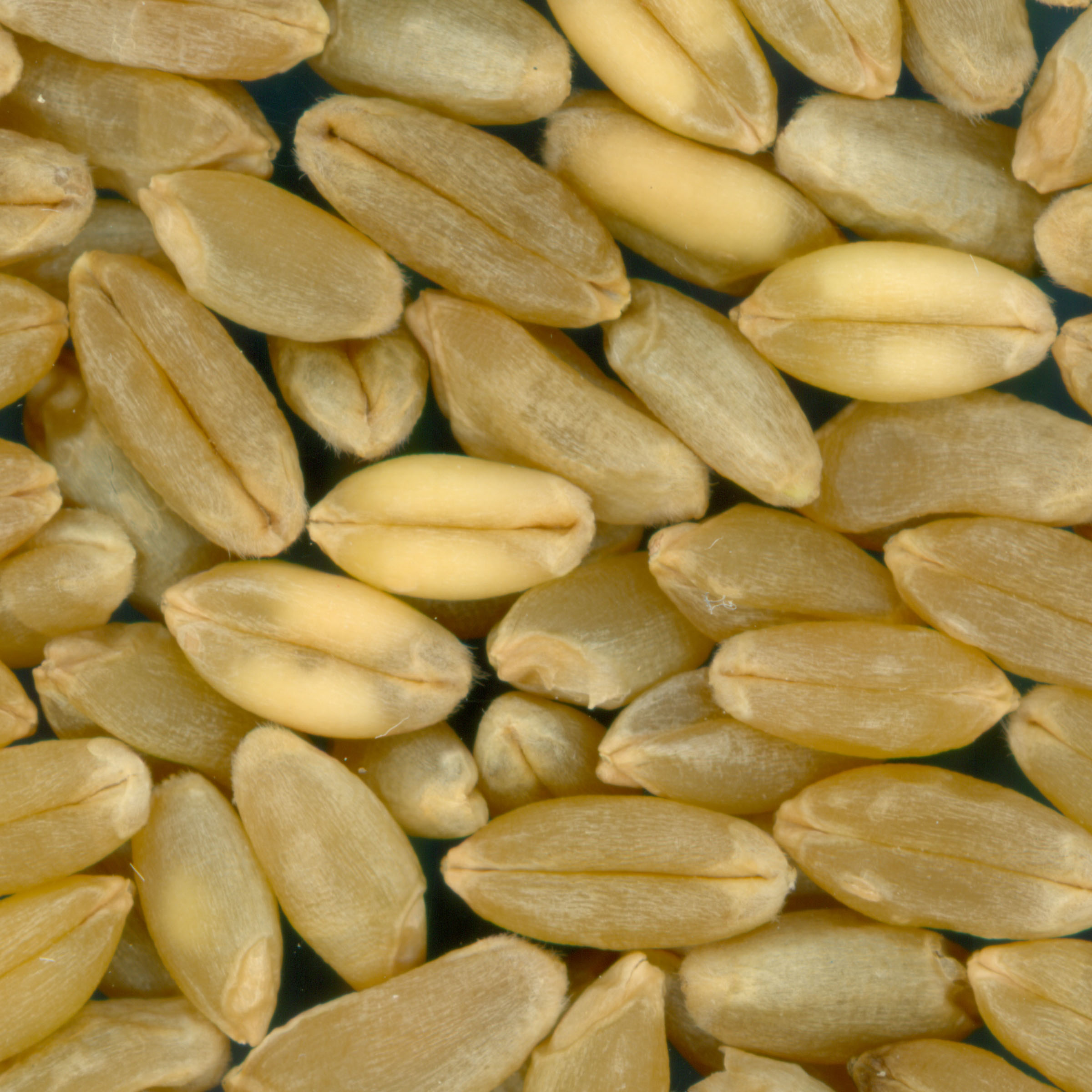 KERNELS